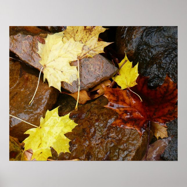 Wet Leaves and Rocks Autumn Nature Photography Poster (Front)