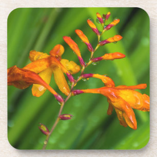 Wet orange flower hard plastic coasters
