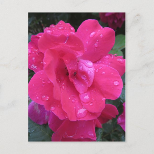 Wet Rose Postcard (Front)