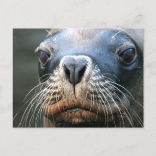 Wet Seal Postcard