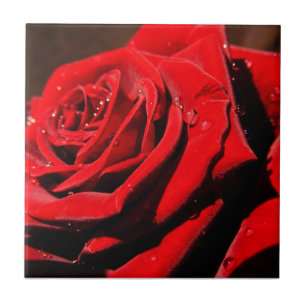 Wet Single Red Rose Flower Tile