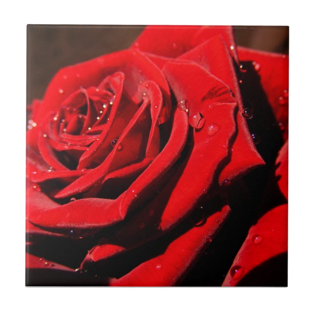 Wet Single Red Rose Flower Tile (Front)