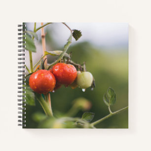 wet tomatoes on the vine notebook