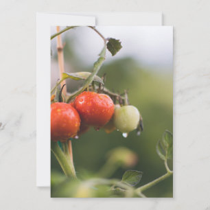 wet tomatoes on the vine thank you card