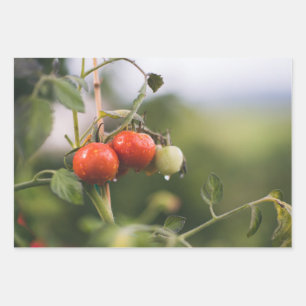 wet tomatoes on the vine wrapping paper sheet