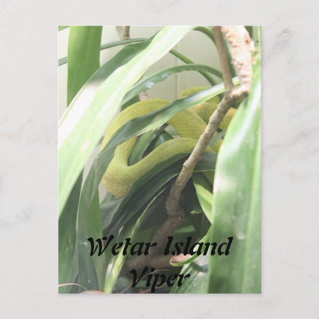 Wetar Island Viper Postcard (Front)