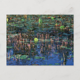 Wetland plants at Okefenokee National Wildlife Ref Postcard