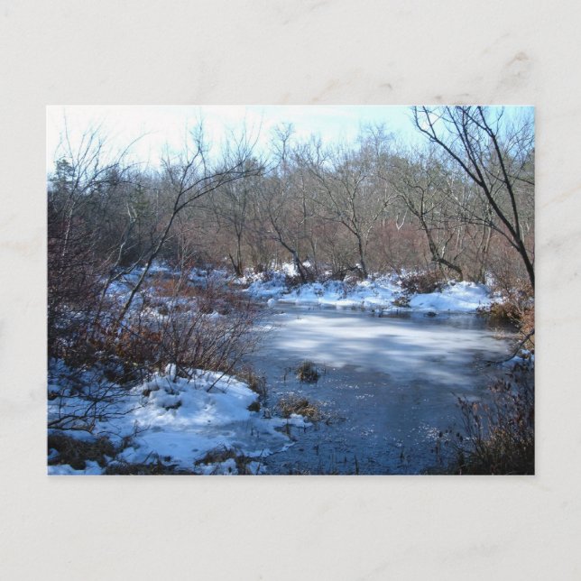 Wetland Ponds In Winter Postcard (Front)
