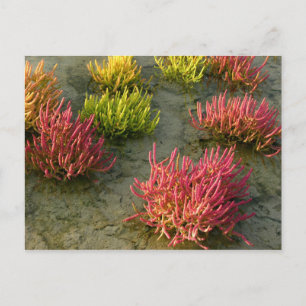Wetland Postcard