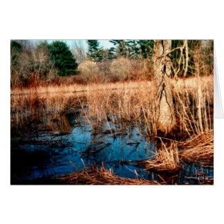 Wetlands