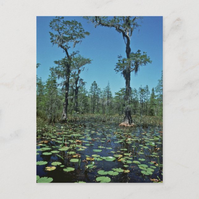 Wetlands, Okefenokee National Wildlife Refuge Postcard (Front)