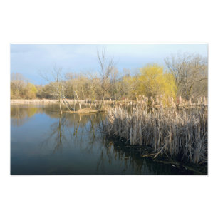 Wetlands Reeds and Trees in West Saint Paul Photo Print