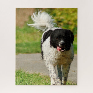 Wetterhoun Dog Jigsaws. Jigsaw Puzzle