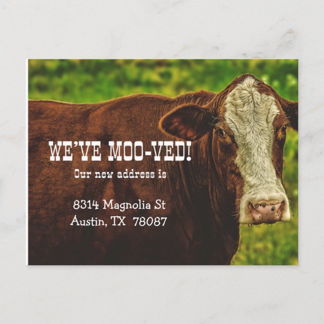 We've Moo-ved Moving Announcement Postcard (Front)
