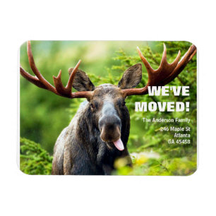 We've Moved   Colorful Moose Moving Announcement P Magnet