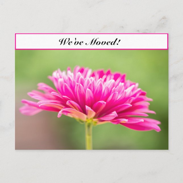 We've Moved Pink Chysanthemum Announcement Postcard (Front)