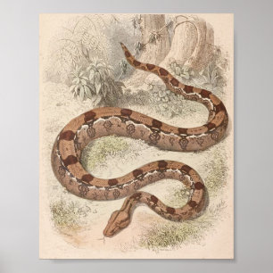 WH Freeman - Boa Constrictor Portfolio Poster