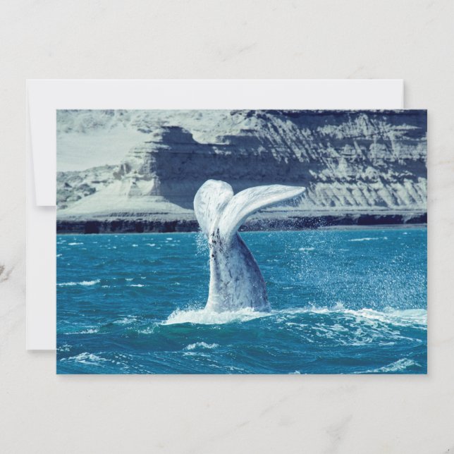Whale calf tail - Argentina Invitation (Front)