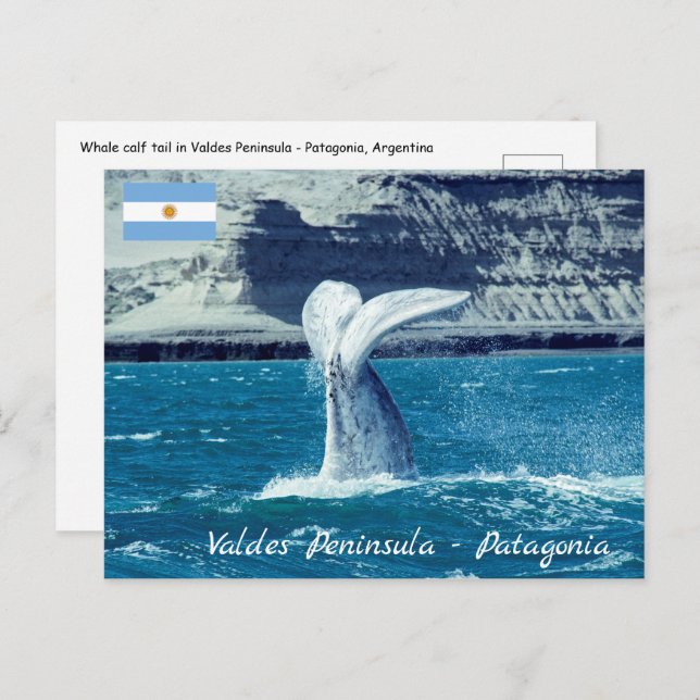 Whale calf tail - Argentina Postcard (Front/Back)