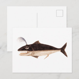 Whale, Cetus (1596-1610) Postcard