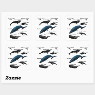 WHALE DAYS SQUARE STICKER