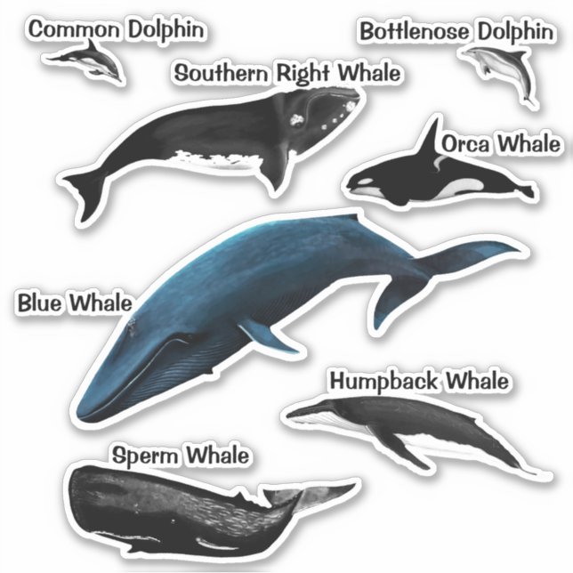 WHALE DAYS SQUARE STICKER (Front)