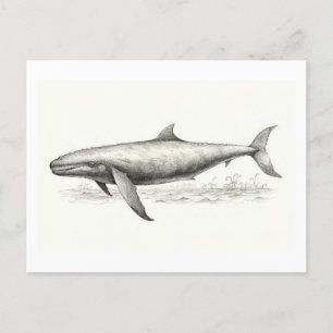 Whale drawing postcard