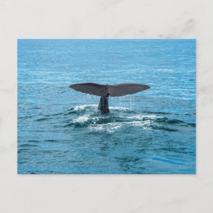 Whale fin postcard
