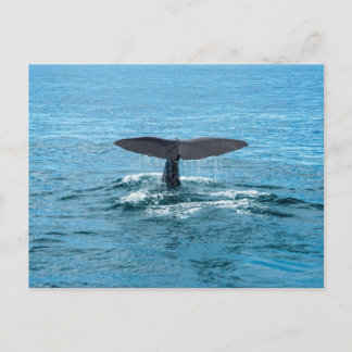 Whale fin postcard