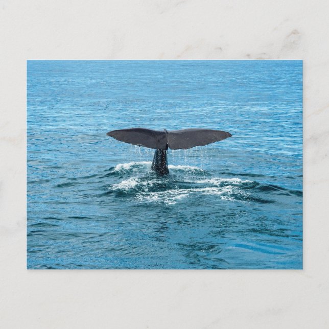Whale fin postcard (Front)