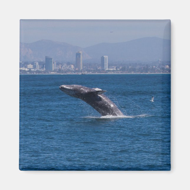 Whale of a time magnet (Front)