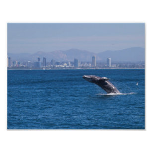 Whale of a time photo print
