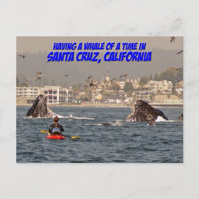 Whale of a Time Santa Cruz California Postcard (Front)