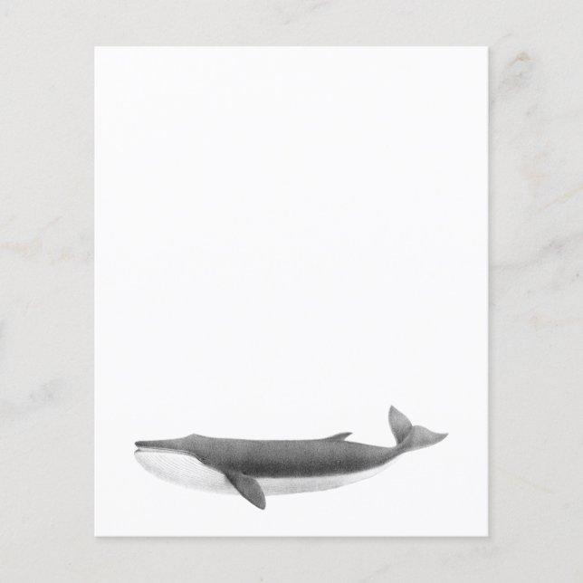 WHALE PAPER SHEET (Front)