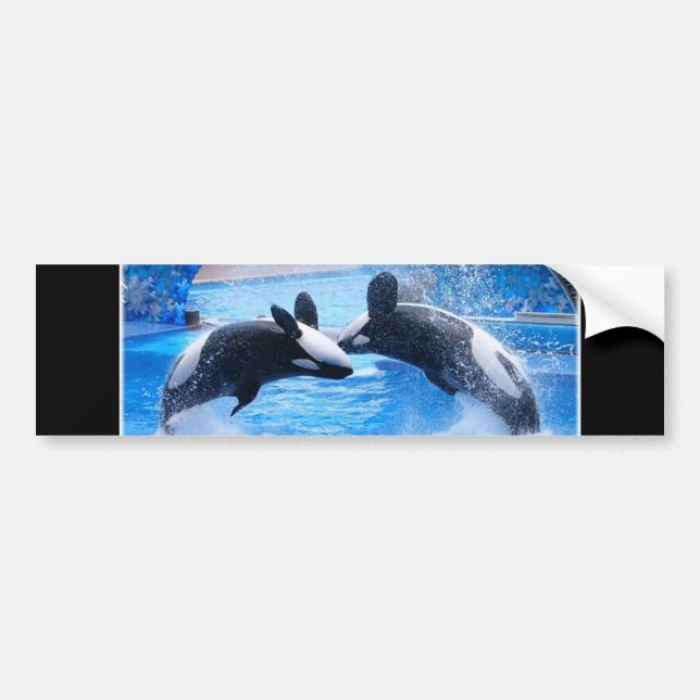 Whale Photo Bumper Sticker (Front)