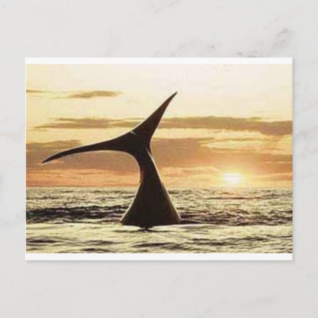 whale postcard (Front)