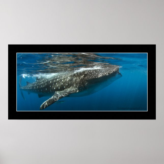 Whale shark #7 poster (Front)