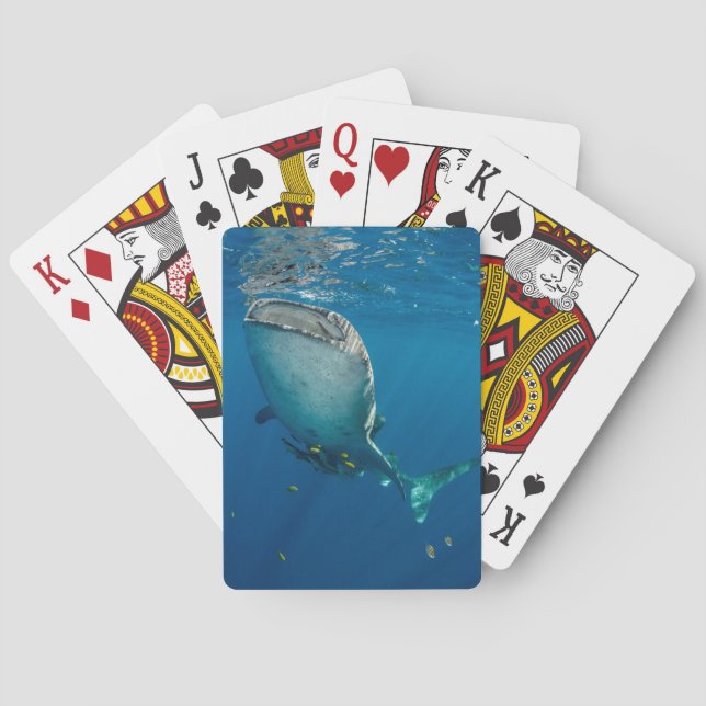 Whale Shark and Fish Playing Cards (Back)