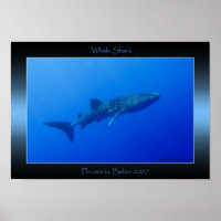 Whale Shark
