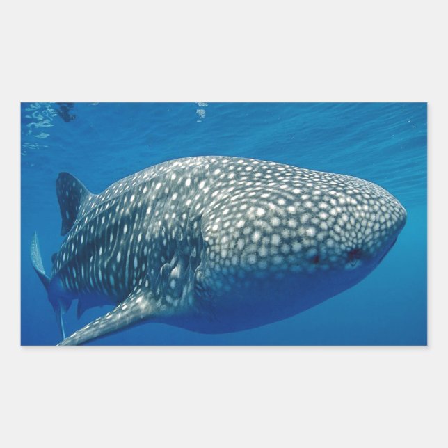 Whale Shark Rectangular Sticker (Front)