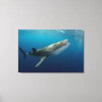 Whale Shark Swimming