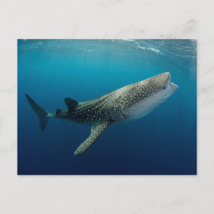 Whale Shark Swimming Postcard