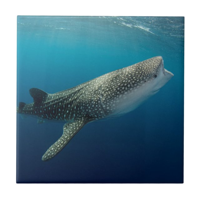 Whale Shark Swimming Tile (Front)