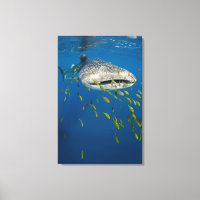 Whale Shark with fish, Indonesia
