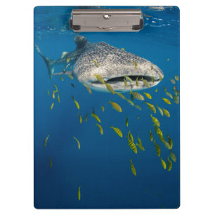 Whale Shark with fish, Indonesia Clipboard
