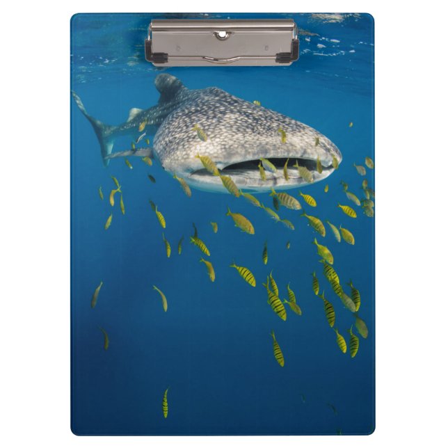Whale Shark with fish, Indonesia Clipboard (Front)