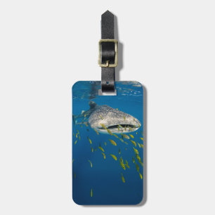 Whale Shark with fish, Indonesia Luggage Tag