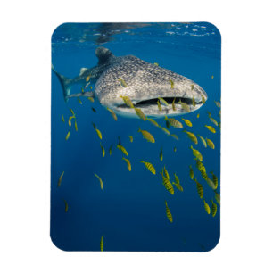 Whale Shark with fish, Indonesia Magnet