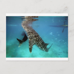 Whale sharks feeding postcard
