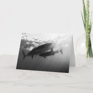 Whale Sharks Notecard